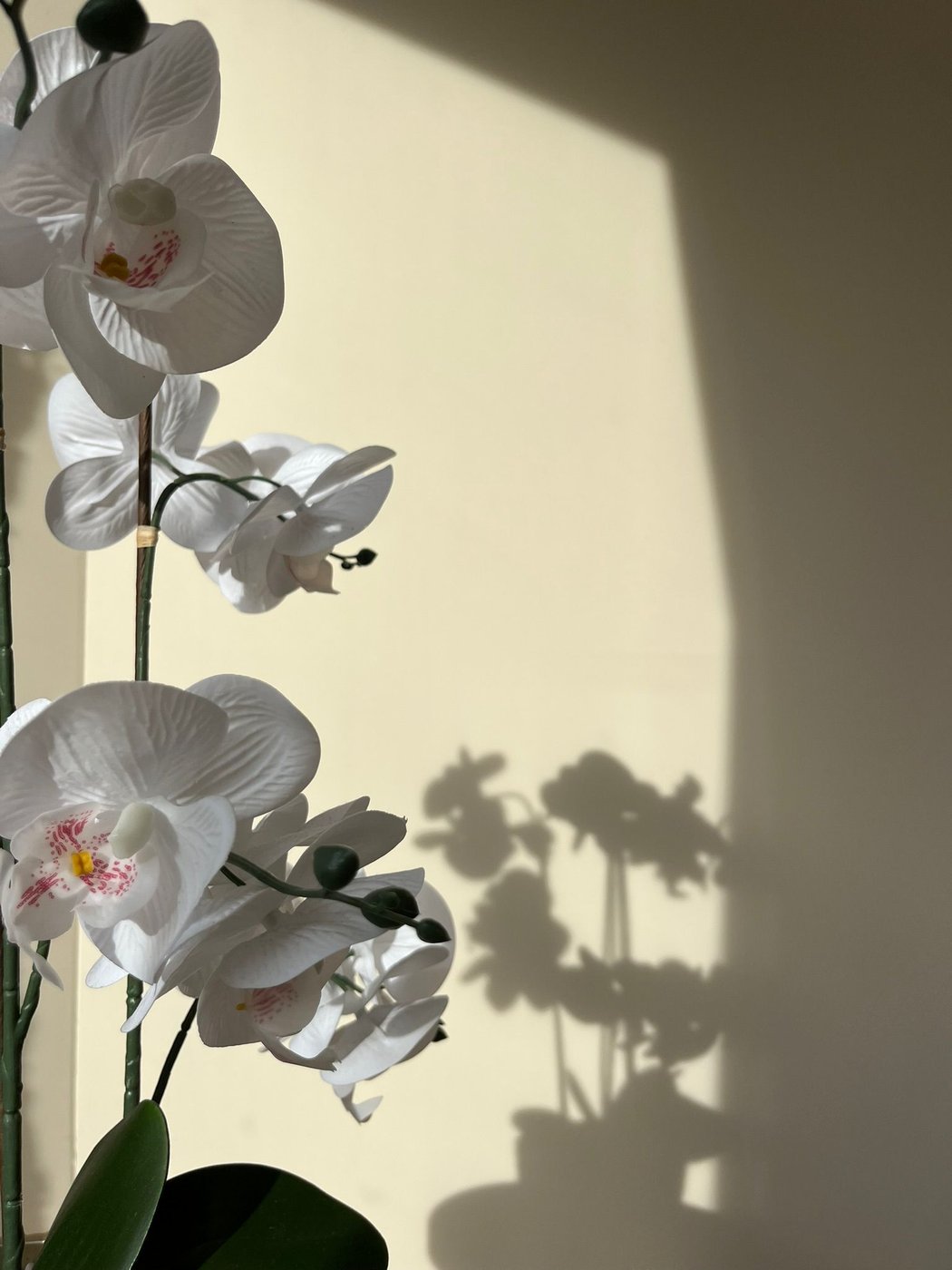 Orchid detail in the 12:47 Beauty treatment room